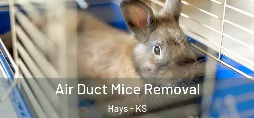 Air Duct Mice Removal Hays - KS